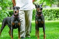 Two black dobermans. Man walks in the park two pureblood Dobermanns