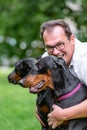 Two black dobermans. Man walks in the park two pureblood Dobermanns Royalty Free Stock Photo