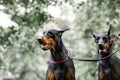 Two black dobermans sitting in the park Royalty Free Stock Photo