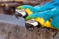 Portrait of two blue yellow macaw parrots Royalty Free Stock Photo