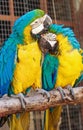 Portrait of two blue yellow macaw parrots Royalty Free Stock Photo