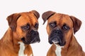 Portrait of two boxer dogs Royalty Free Stock Photo