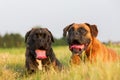 Portrait of two boxer dogs Royalty Free Stock Photo