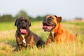 Portrait of two boxer dogs Royalty Free Stock Photo