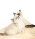 Portrait of two British Shorthair Kitten sitting, color point color. Royalty Free Stock Photo