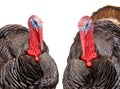 Portrait two bronze turkey isolated on a white background. 1.5 year