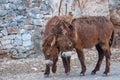 Portrait of two brown donkeys during courtship