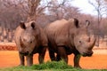 Portrait of two bull white Rhinos eating grass in Etosha National park, Namibia. Royalty Free Stock Photo