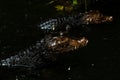 Portrait of the two Caimans over dark background on a rainy day from Ecuador