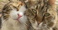 Portrait of two cats in love, close-up, outdoors. Royalty Free Stock Photo