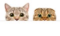 Portrait of a two cats peeking from behind a banner