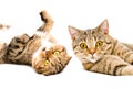 Portrait of two cats Scottish Fold and Scottish Straight Royalty Free Stock Photo