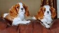 Portrait of two Cavalier King Charles Spaniel puppies relax on leather couch. Red and white twins spend time together. Royalty Free Stock Photo