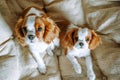 Portrait of two Cavalier King Charles Spaniels sit together on beige armchair. Curious kids look up with dark eyes. Royalty Free Stock Photo