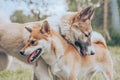 Portrait of two charming dogs.Shiba inu and laika