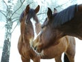 Portrait of two chestnut horses with white blaze outside in winter. One black horse in the background Royalty Free Stock Photo