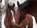 Portrait of two chestnut horses with white blaze outside in winter. One black horse in the background Royalty Free Stock Photo