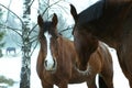 Portrait of two chestnut horses with white blaze outside in winter. One black horse in the background Royalty Free Stock Photo