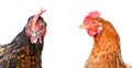 Portrait of two chickens Royalty Free Stock Photo