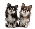 Portrait of two Chihuahuas, sitting