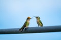 Portrait of two colorful hummingbird perched on a railing