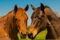 Portrait of two horses looking over fence.