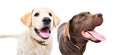 Portrait of two curious labrador puppies together