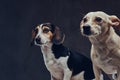 Portrait of two cute breed dog on a dark background in studio.