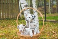 Autumn portrait of two cute dalmatian dogs with black and brown spots. Smiling purebred dalmatian pets from 101 Royalty Free Stock Photo