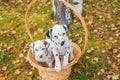 Autumn portrait of two cute dalmatian dogs with black and brown spots. Smiling purebred dalmatian pets from 101 Royalty Free Stock Photo