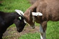 Two young goats playing head fight. Royalty Free Stock Photo