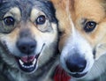 Portrait two  happy dogs sit next to each other with their funny muzzles pressed together Royalty Free Stock Photo