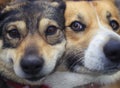 Portrait two cute happy dogs sit next to each other with their funny muzzles pressed together Royalty Free Stock Photo