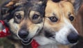 Portrait two cute happy dogs sit next to each other with their funny muzzles pressed together