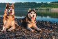 Portrait of two cute huskies with open mouths. Funny Siberian Husky dogs look around, lying on the shore of the evening Royalty Free Stock Photo