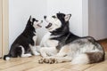 Portrait two cute husky dogs sitting on floor. Husky and husky puppy lie on the floor and look at each other Royalty Free Stock Photo