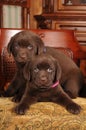 Portrait of two cute labrador puppies on the chair