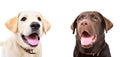 Portrait of two cute labrador puppies Royalty Free Stock Photo