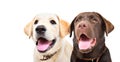 Portrait of two cute labrador puppies together Royalty Free Stock Photo