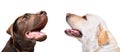 Portrait of two cute labradors, closeup, side view Royalty Free Stock Photo