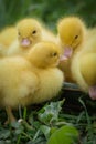 Portrait of two cute little yellow baby fluffy muscovy duckling close up Royalty Free Stock Photo