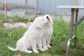 Portrait of two cute maremma sheepdogs sitting in the green grass near the table. Royalty Free Stock Photo