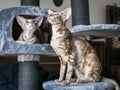 Portrait of two cute oriental breed cats seatting on stand