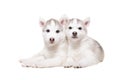 Portrait of two cute puppies breed husky Royalty Free Stock Photo