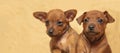 Portrait of two cute puppies. Muzzles of small puppies. . Mini pinscher.