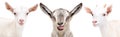 Portrait of two cute white goats and gray goat showing tongue Royalty Free Stock Photo