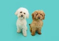 Portrait two cute white and red poodle dog sitting, tiltilng head side and looking at camera. Isolated on blue background Royalty Free Stock Photo