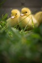 Portrait of two cute yellow fluffy ducklings in springtime green grass Royalty Free Stock Photo