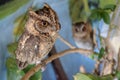 Portrait of a two cute young eagle owls. Two Owls are sitting on a branch in the tree. Surprised Long Ears owl, chicks resting on