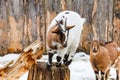 Portrait of two cute young small goats Royalty Free Stock Photo